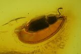 Fossil Spider, Beetle, Two Ants & Butterfly In Baltic Amber #163528-2